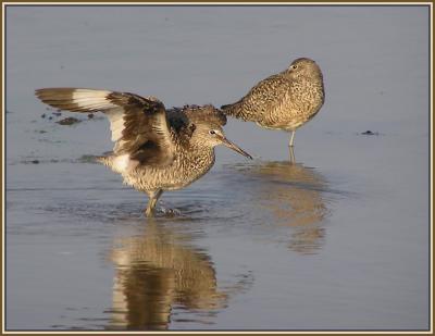 willet wings.jpg