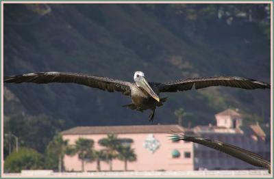v3/22/296022/3/45876857.brownpeliinflight.jpg