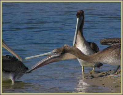 brown_pelicans_ii_-_july_05