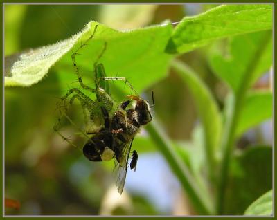green lynx spider with bee.jpg