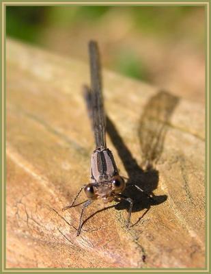 female bluet 2.jpg