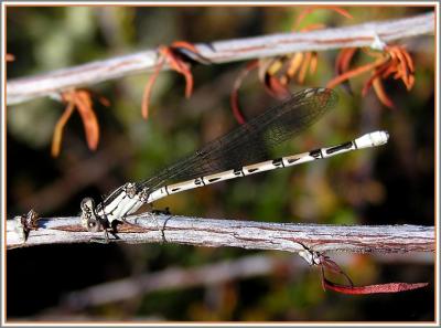 familiar bluet female.jpg