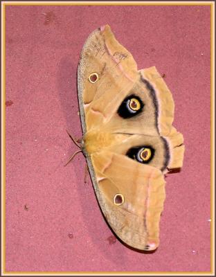 polyphemus_moth