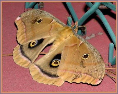 polyphemus moth 2.jpg