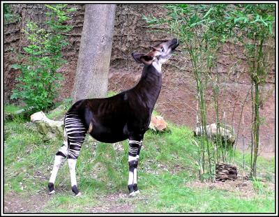 v3/22/296022/3/47763464.lazoookapi.jpg