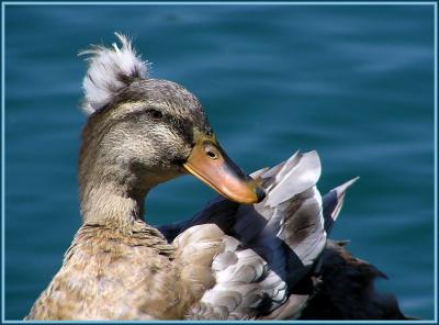 crested duck.jpg