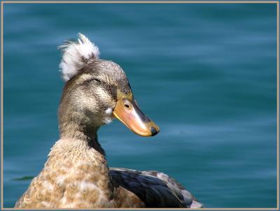 crested duck 2.jpg