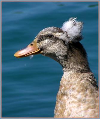 crested duck 3.jpg