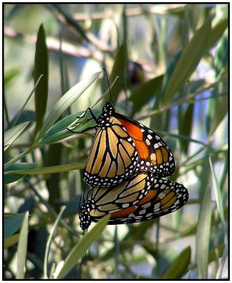 mating monarchs.jpg