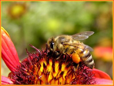 bee with pollen basket.jpg