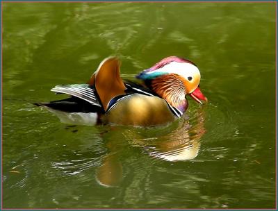 mandarin duck 2.jpg
