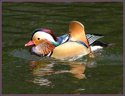 mandarin duck 3.jpg