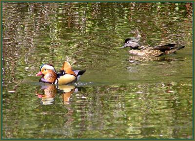 mandarin duck and f wood duck.jpg