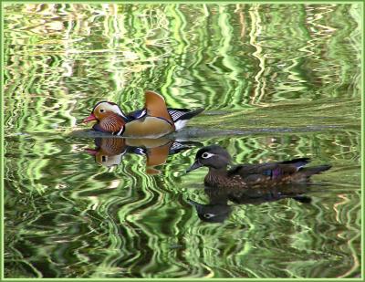 mandarin duck and f wood duck 2.jpg