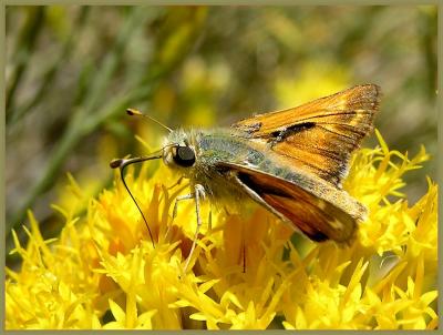 sachem_skipper