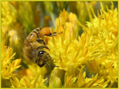 honey bee with pollen basket.jpg