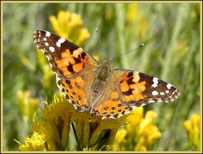 painted lady mp.jpg