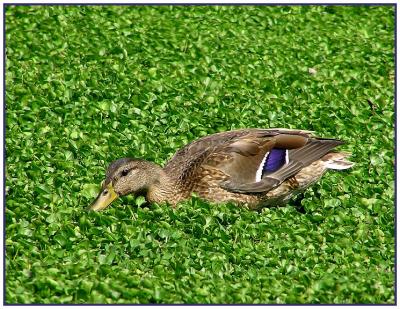 mallards__sept_05