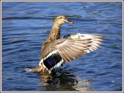mallards__sept_05