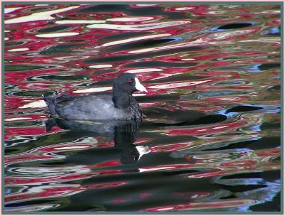 coot.jpg