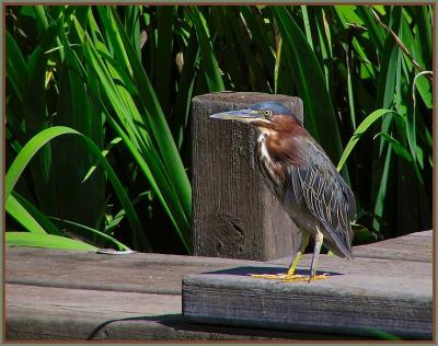 green_heron__japanese_garden_sept_05