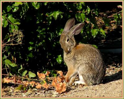 bunny_stretching_and_preening