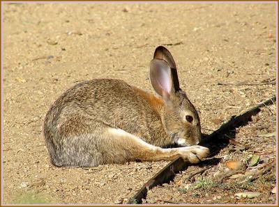 bunny stretchin.jpg