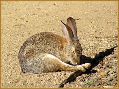 bunny_stretching_and_preening