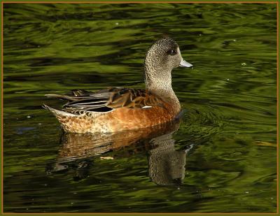 v3/22/296022/3/50337527.americanwigeon.jpg