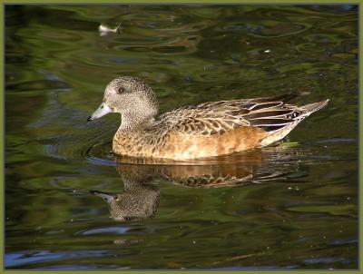 v3/22/296022/3/50337564.americanwigeon2.jpg