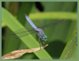 blue dasher 3.jpg