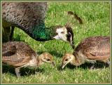 peahen and babies.jpg