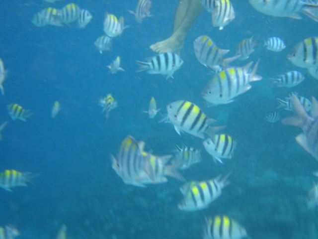 海水清澈見底, 魚種卻不多