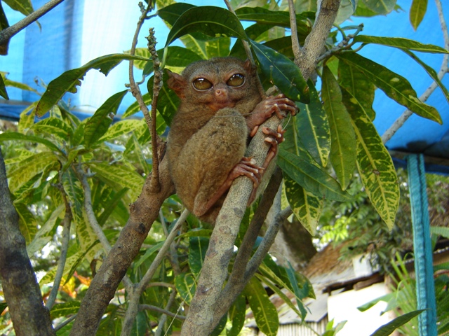 全世界最小的『迷你眼鏡猴』 TARSIUS MONKEY