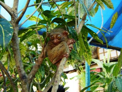 全世界最小的『迷你眼鏡猴』 TARSIUS MONKEY