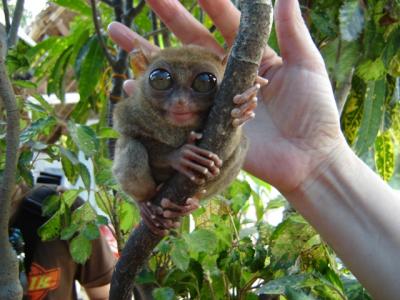 全世界最小的『迷你眼鏡猴』 TARSIUS MONKEY
