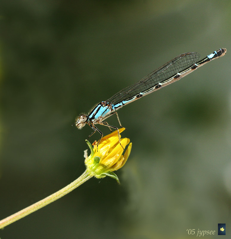 azure damsel fly