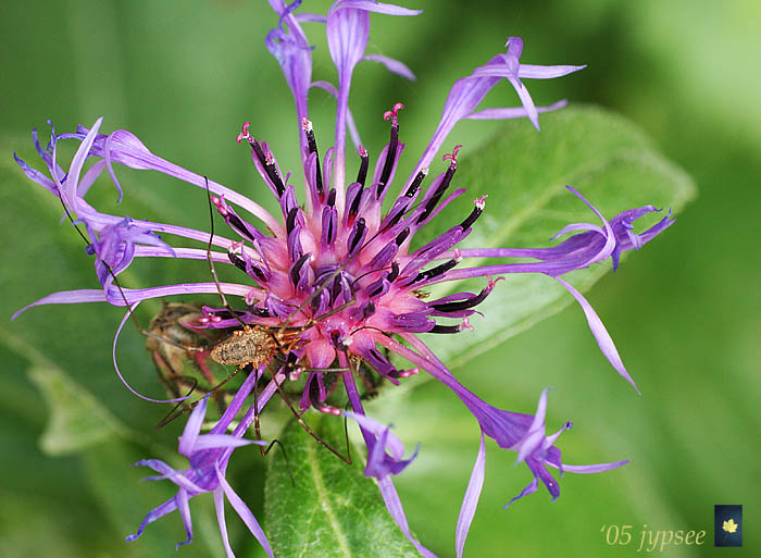 centaurea montana with guest
