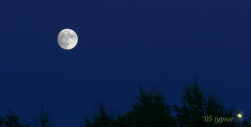 treetop moon