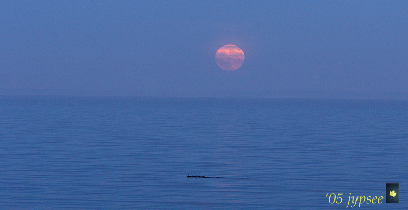 out for a moonlight swim