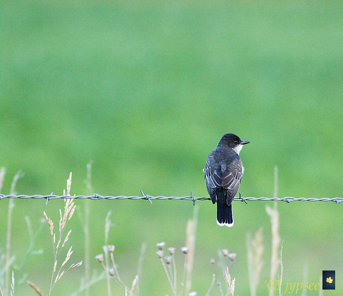 eastern kingbird at dusk