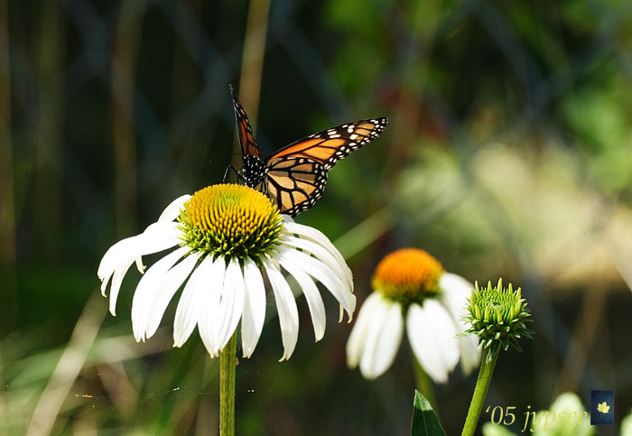 butterflies are sipping