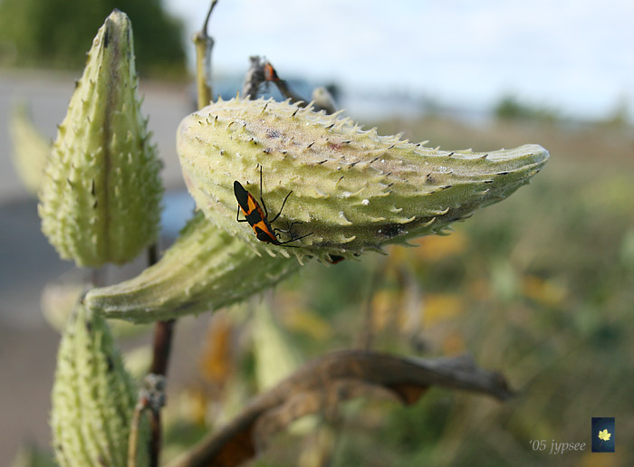 milkweed pod and guest