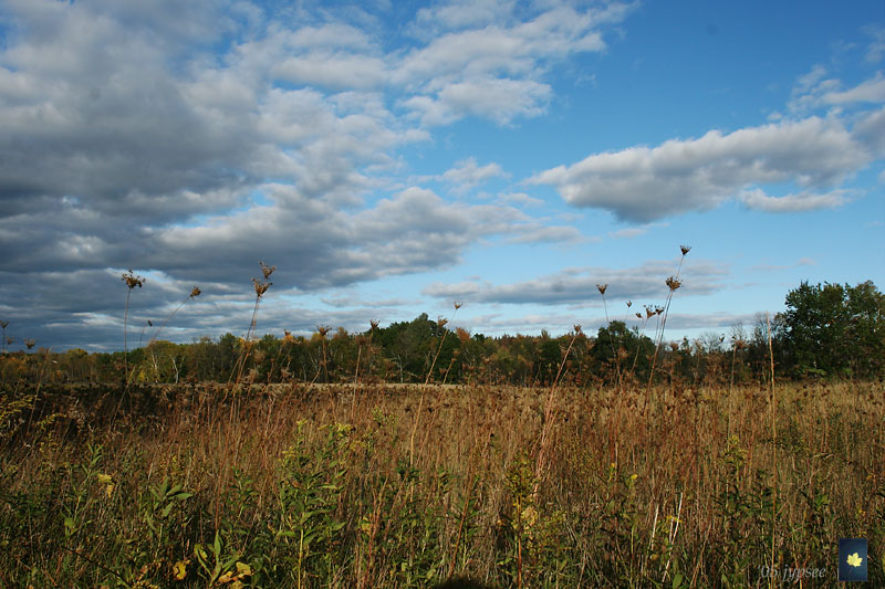 lace field