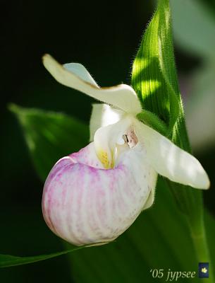 showy lady slipper orchid