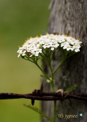 yarrow with barbed wire