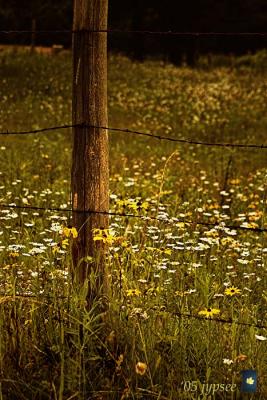 fence in radiant light