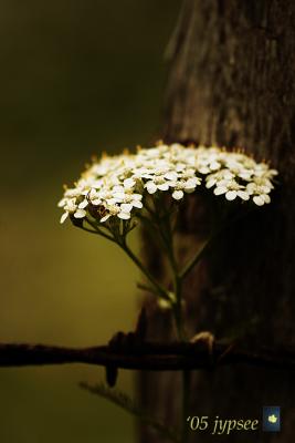 yarrow and visitor