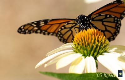 coneflower and monarch