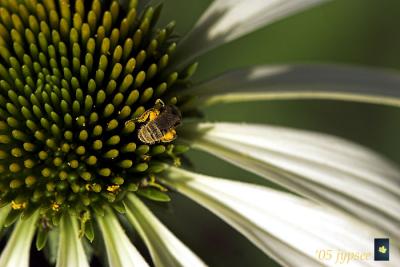 deep in the pollen